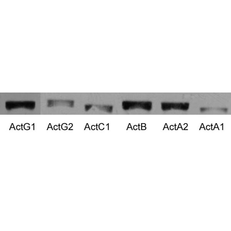 SDS-PAGE - Anti-Actin Antibody [5J11] (A85388) - Antibodies.com