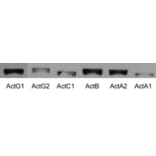 SDS-PAGE - Anti-Actin Antibody [5J11] (A85388) - Antibodies.com