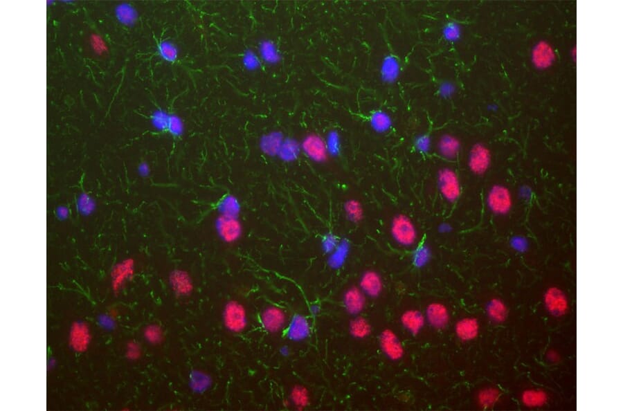 Immunofluorescence - Anti-TDP43 Antibody [3H8] (A85389) - Antibodies.com