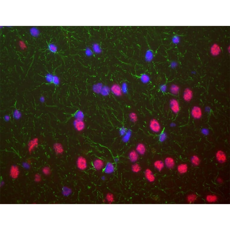 Immunofluorescence - Anti-TDP43 Antibody [3H8] (A85389) - Antibodies.com