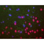 Immunofluorescence - Anti-TDP43 Antibody [3H8] (A85389) - Antibodies.com