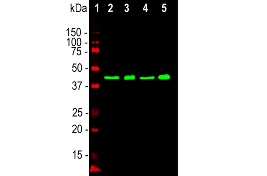 Western Blot - Anti-TDP43 Antibody [3H8] (A85389) - Antibodies.com