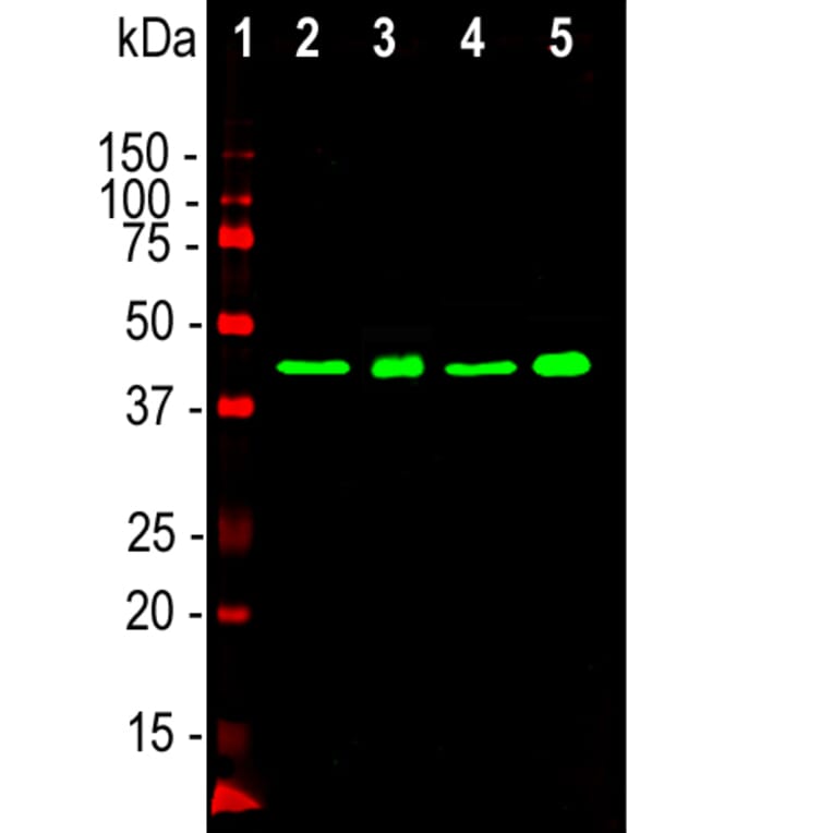 Western Blot - Anti-TDP43 Antibody [3H8] (A85389) - Antibodies.com