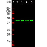 Western Blot - Anti-TDP43 Antibody [3H8] (A85389) - Antibodies.com