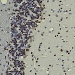 Immunohistochemistry - Anti-TDP43 Antibody [3H8] (A85389) - Antibodies.com