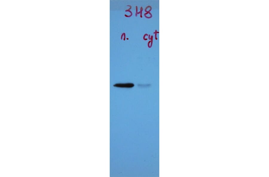 Western Blot - Anti-TDP43 Antibody [3H8] (A85389) - Antibodies.com