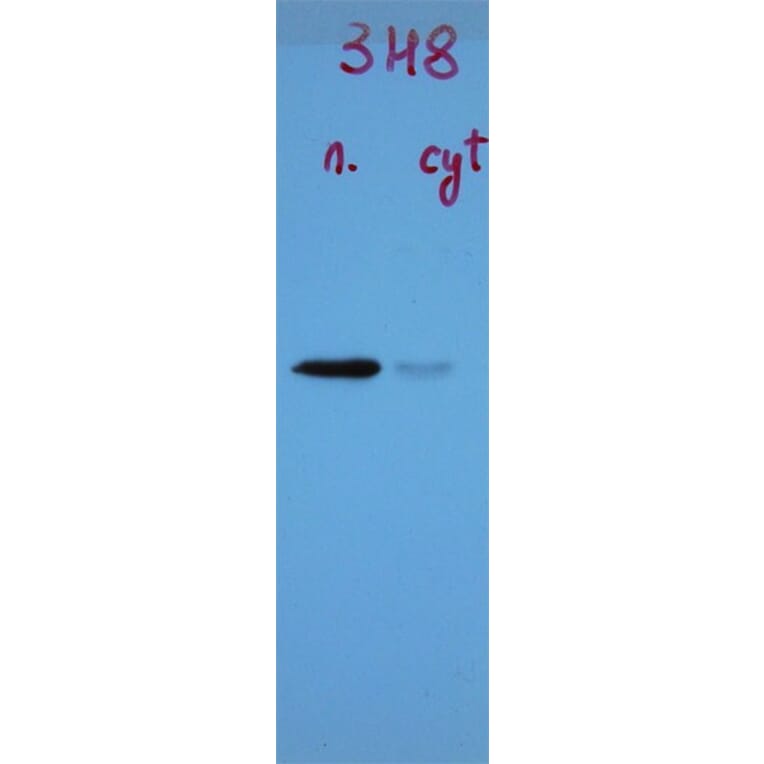 Western Blot - Anti-TDP43 Antibody [3H8] (A85389) - Antibodies.com