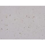 Immunohistochemistry - Anti-TDP43 Antibody [3H8] (A85389) - Antibodies.com