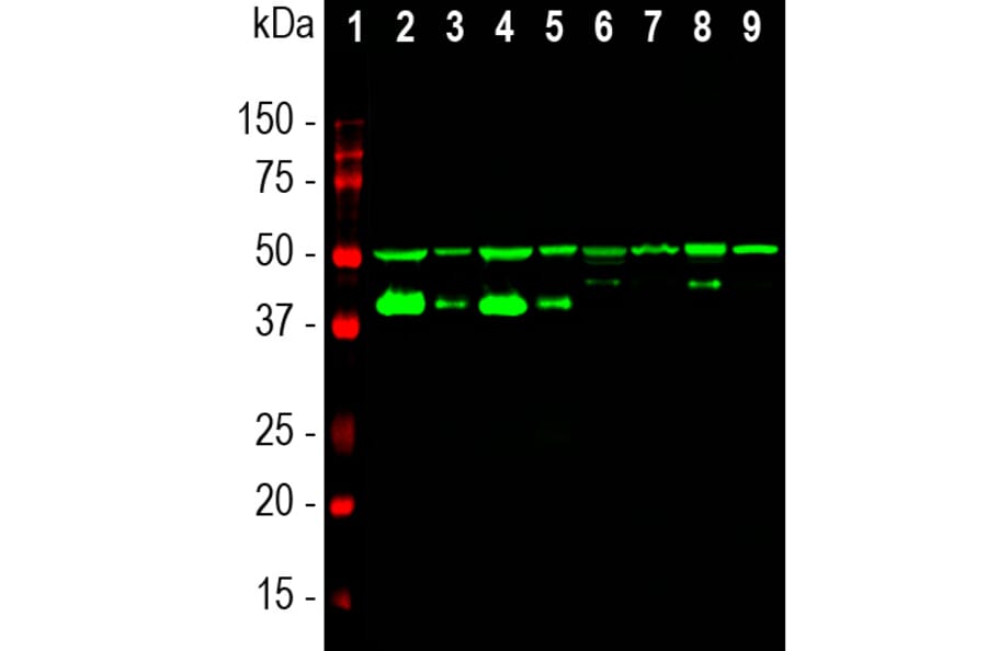 Western Blot - Anti-GAP43 Antibody [1E3] (A85391) - Antibodies.com