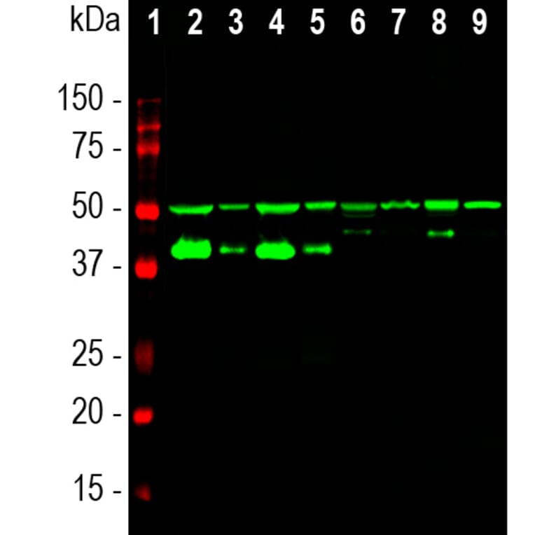 Western Blot - Anti-GAP43 Antibody [1E3] (A85391) - Antibodies.com