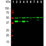 Western Blot - Anti-GAP43 Antibody [1E3] (A85391) - Antibodies.com