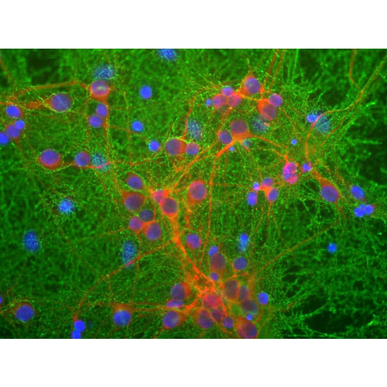Immunofluorescence - Anti-GAP43 Antibody [1E3] (A85391) - Antibodies.com