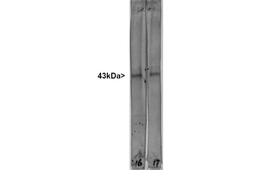 Western Blot - Anti-GAP43 Antibody [1E3] (A85391) - Antibodies.com