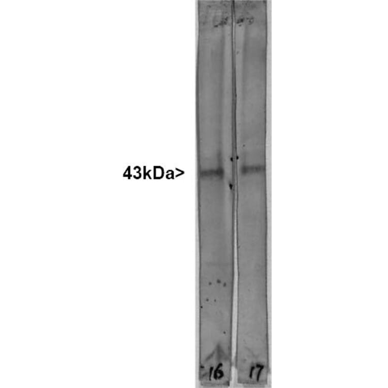 Western Blot - Anti-GAP43 Antibody [1E3] (A85391) - Antibodies.com