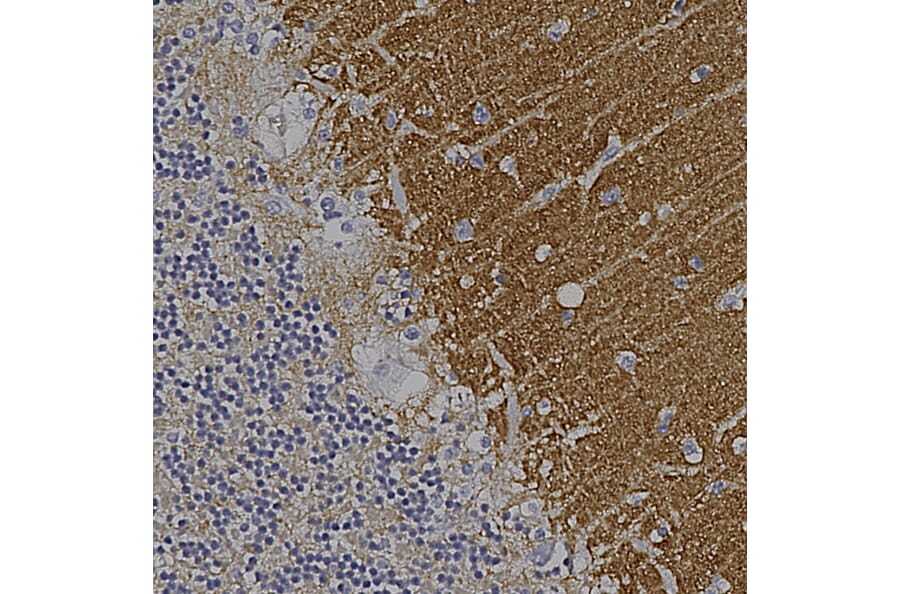 Immunohistochemistry - Anti-GAP43 Antibody [1E3] (A85391) - Antibodies.com