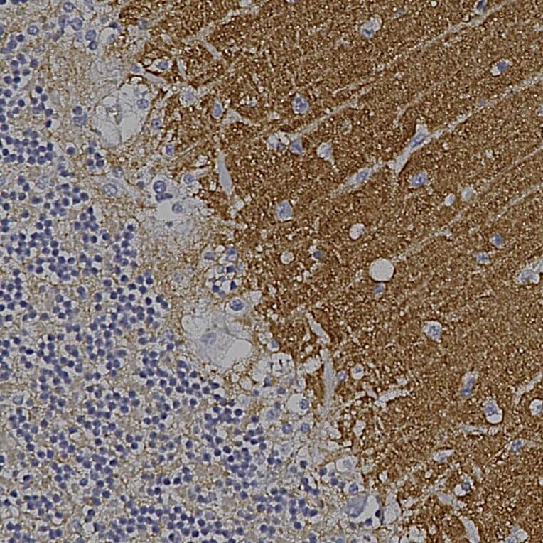Immunohistochemistry - Anti-GAP43 Antibody [1E3] (A85391) - Antibodies.com