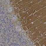 Immunohistochemistry - Anti-GAP43 Antibody [1E3] (A85391) - Antibodies.com