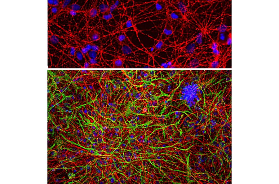 Immunofluorescence - Anti-GAP43 Antibody [5E8] (A85392) - Antibodies.com