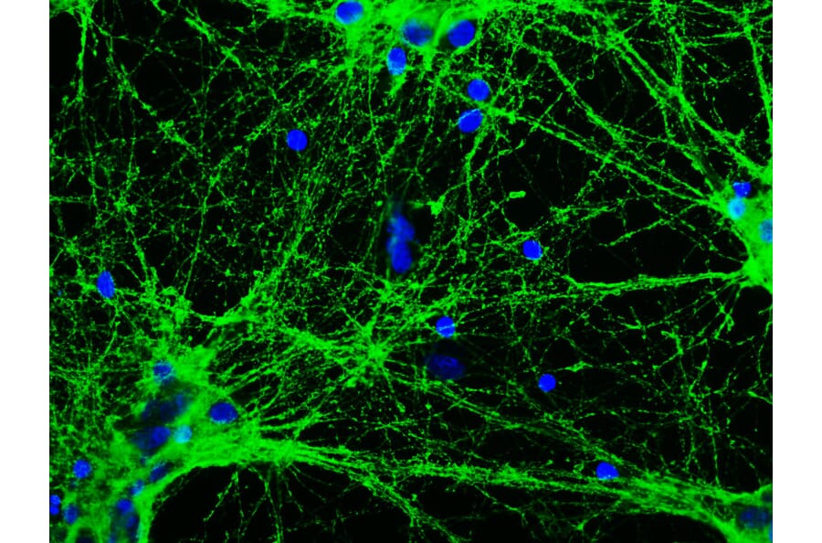 Immunofluorescence - Anti-GAP43 Antibody [5E8] (A85392) - Antibodies.com