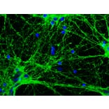 Immunofluorescence - Anti-GAP43 Antibody [5E8] (A85392) - Antibodies.com