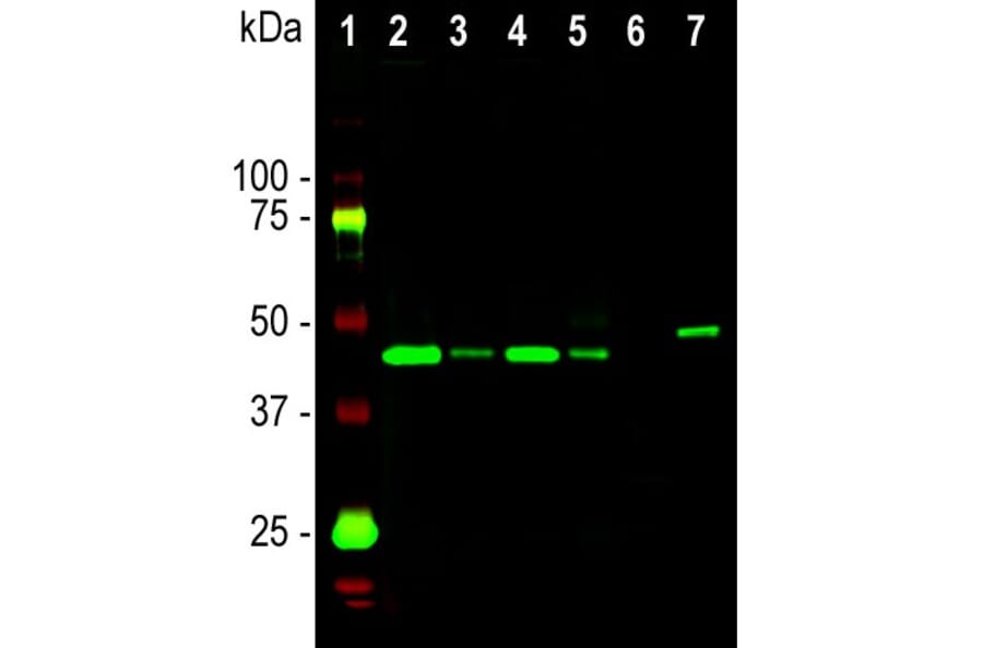 Western Blot - Anti-GAP43 Antibody [5E8] (A85392) - Antibodies.com