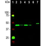 Western Blot - Anti-GAP43 Antibody [5E8] (A85392) - Antibodies.com