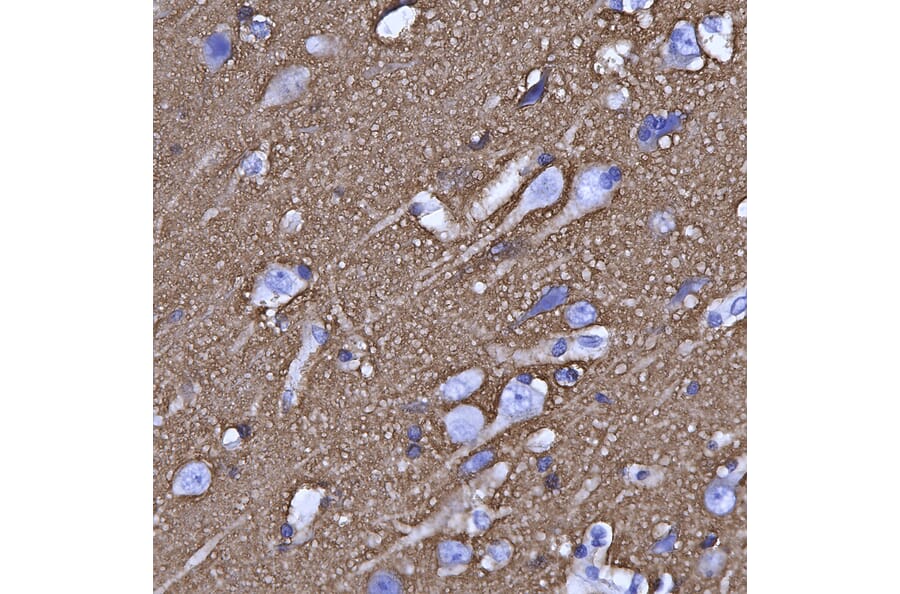 Immunohistochemistry - Anti-GAP43 Antibody [5E8] (A85392) - Antibodies.com