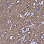 Immunohistochemistry - Anti-GAP43 Antibody [5E8] (A85392) - Antibodies.com