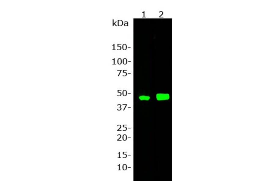 Western Blot - Anti-GAP43 Antibody [5E8] (A85392) - Antibodies.com