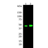 Western Blot - Anti-GAP43 Antibody [5E8] (A85392) - Antibodies.com