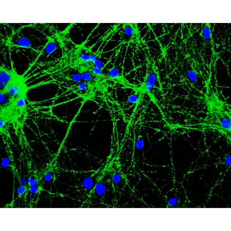 Immunofluorescence - Anti-GAP43 Antibody [3H14] (A85393) - Antibodies.com