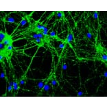Immunofluorescence - Anti-GAP43 Antibody [3H14] (A85393) - Antibodies.com