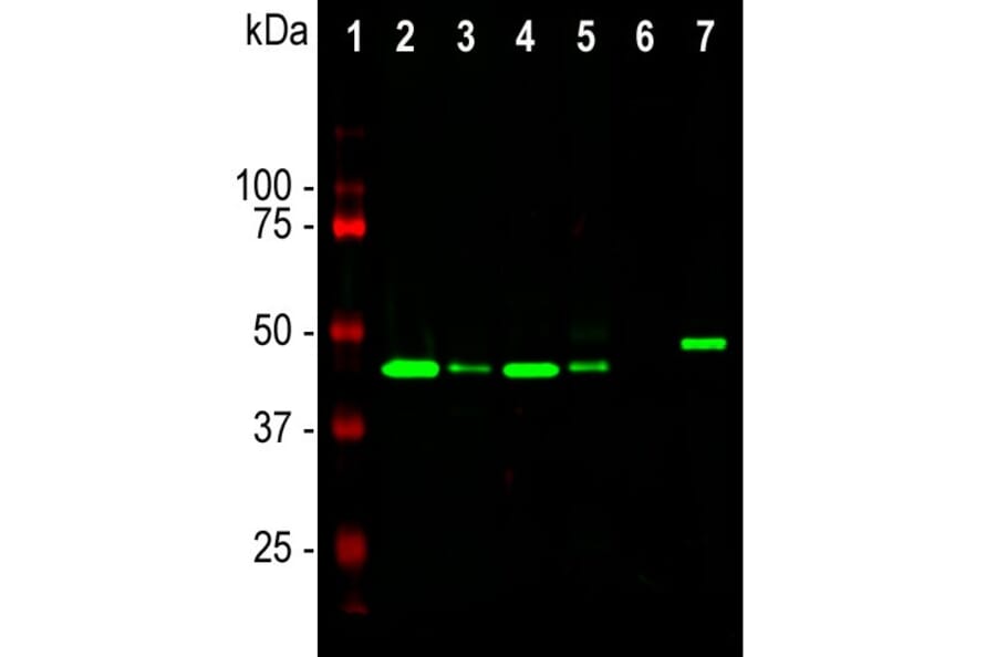 Western Blot - Anti-GAP43 Antibody [3H14] (A85393) - Antibodies.com