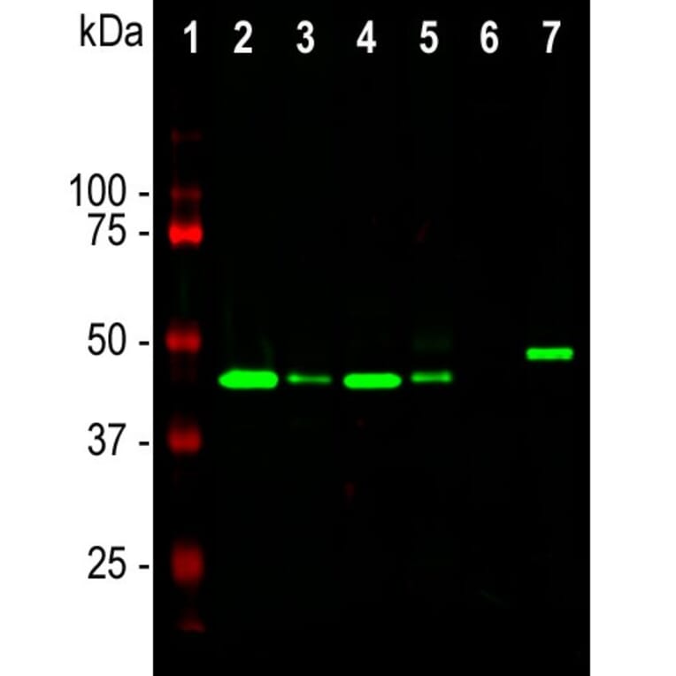 Western Blot - Anti-GAP43 Antibody [3H14] (A85393) - Antibodies.com