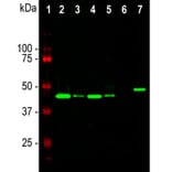 Western Blot - Anti-GAP43 Antibody [3H14] (A85393) - Antibodies.com