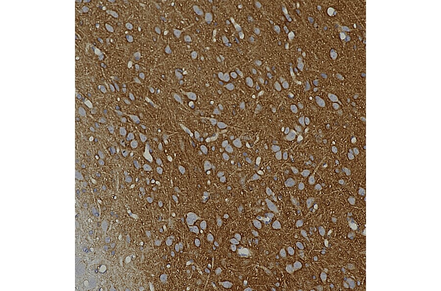 Immunohistochemistry - Anti-GAP43 Antibody [3H14] (A85393) - Antibodies.com