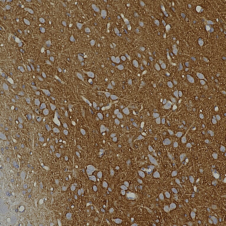 Immunohistochemistry - Anti-GAP43 Antibody [3H14] (A85393) - Antibodies.com