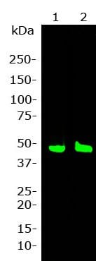 Anti-GAP43 Antibody [3H14] (A85393) | Antibodies.com