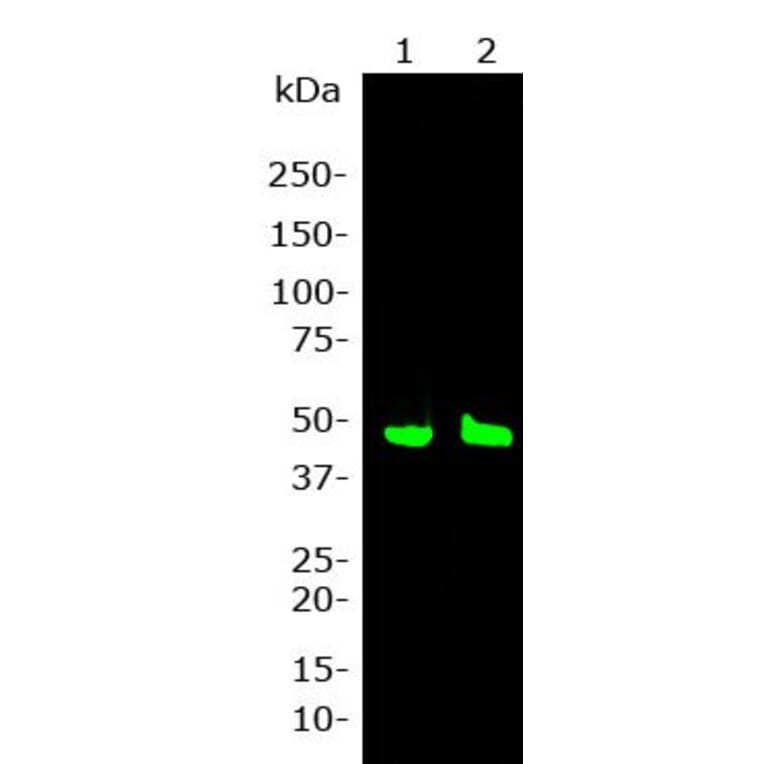 Western Blot - Anti-GAP43 Antibody [3H14] (A85393) - Antibodies.com
