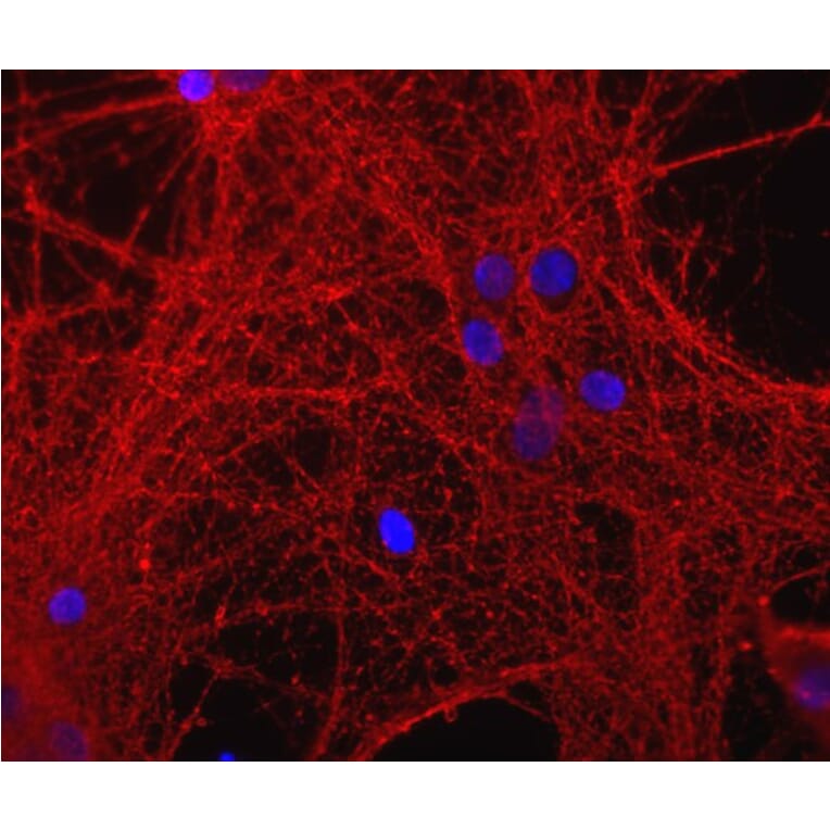 Immunofluorescence - Anti-GAP43 Antibody (A85394) - Antibodies.com