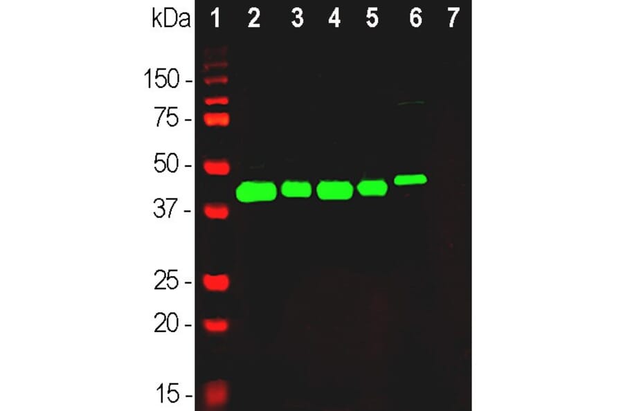 Western Blot - Anti-GAP43 Antibody (A85394) - Antibodies.com
