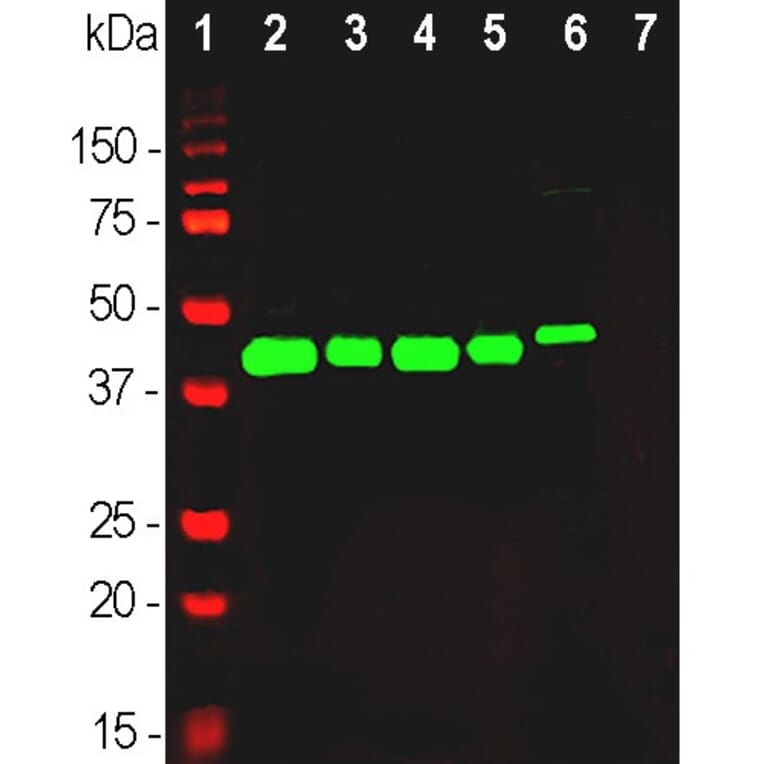 Western Blot - Anti-GAP43 Antibody (A85394) - Antibodies.com