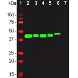 Western Blot - Anti-GAP43 Antibody (A85394) - Antibodies.com