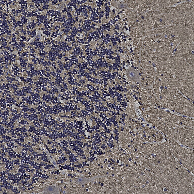Immunohistochemistry - Anti-GAP43 Antibody (A85394) - Antibodies.com
