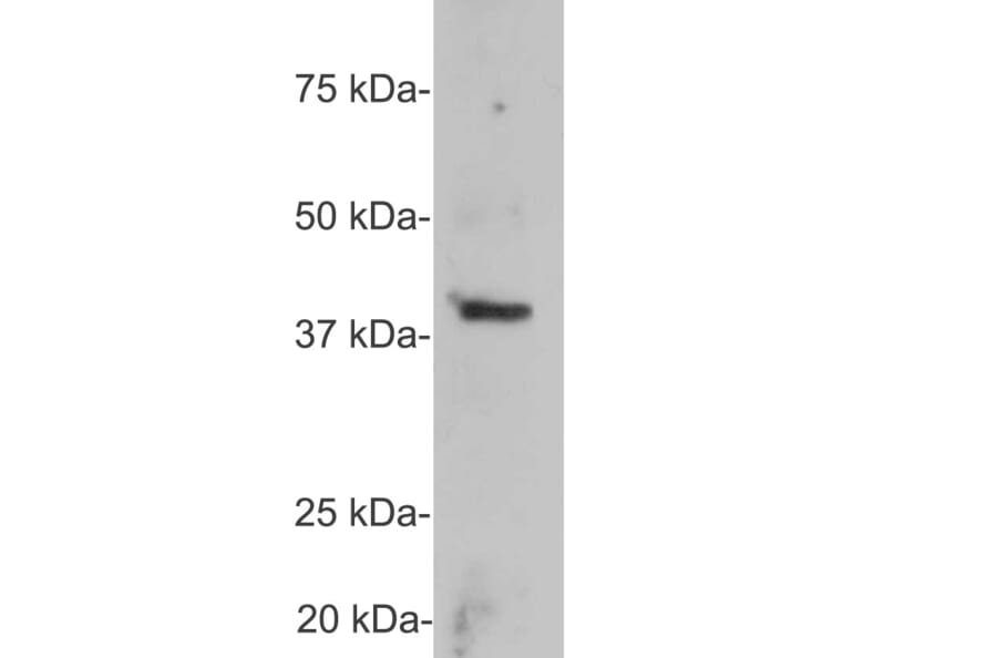 Western Blot - Anti-GAP43 Antibody (A85394) - Antibodies.com