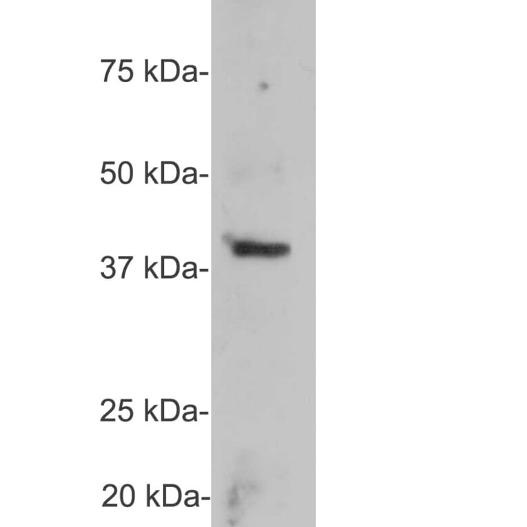 Western Blot - Anti-GAP43 Antibody (A85394) - Antibodies.com