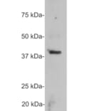 Western Blot - Anti-GAP43 Antibody (A85394) - Antibodies.com