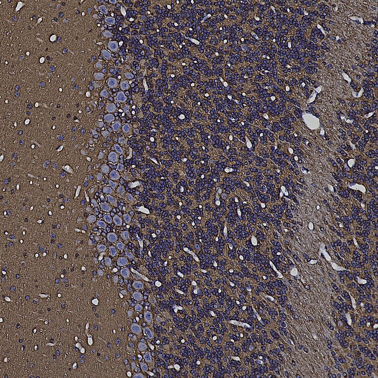 Immunohistochemistry - Anti-GAP43 Antibody (A85394) - Antibodies.com