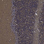 Immunohistochemistry - Anti-GAP43 Antibody (A85394) - Antibodies.com