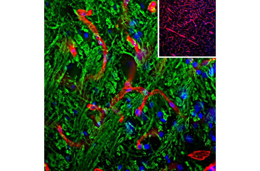 Immunohistochemistry - Anti-Laminin Antibody (A85395) - Antibodies.com